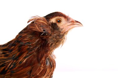 Mavi Paskalya yumurta Şili Araucana tavuk