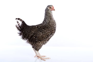 Coucou Cou Marans hen from France