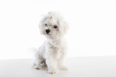 Maltichon köpeklerine Bichon Malta beyaz