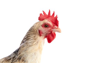 Sussex özgün tavuk İngiltere'den