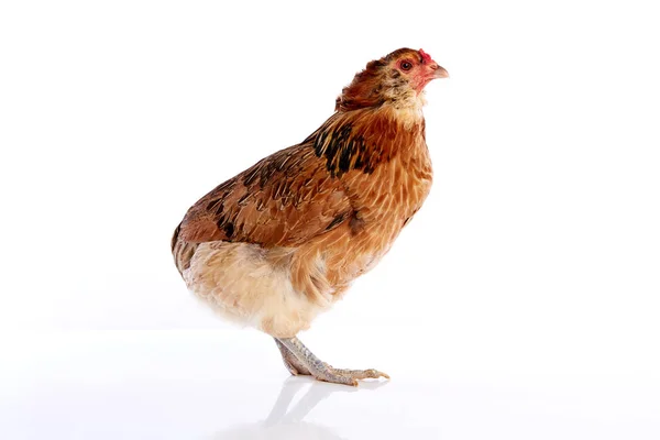 Курица Араукана из Чили — стоковое фото