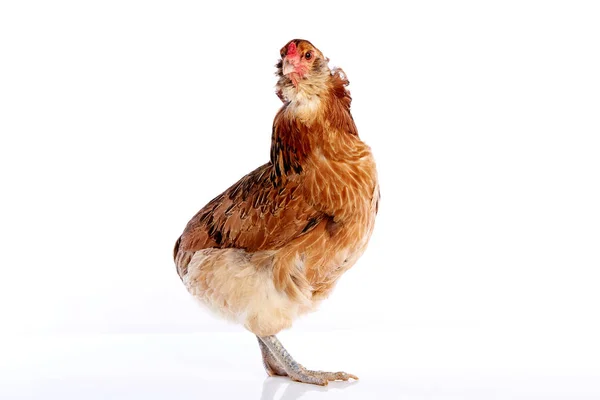 Araucana hen of blue easter eggs from Chile — Stock Photo, Image