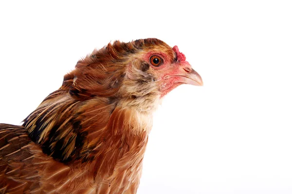 Araucana hen of blue easter eggs from Chile — Stock Photo, Image