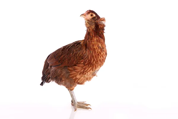 Курица Араукана из Чили — стоковое фото