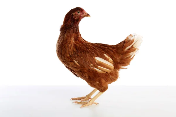 Коричневая гибридная курица, изолированная на белом — стоковое фото