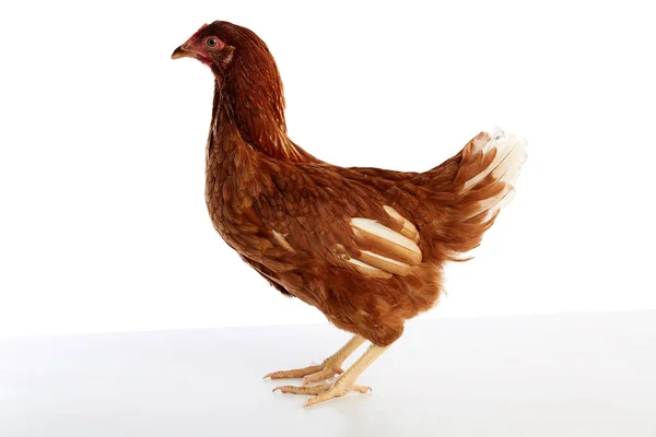 Beyaz izole kahverengi hibrit tavuk — Stok fotoğraf