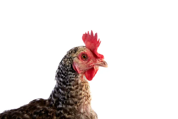 Куку Ко Маранс курица из Франции — стоковое фото