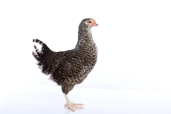Coucou Cou Marans galinha da França — Fotografia de Stock