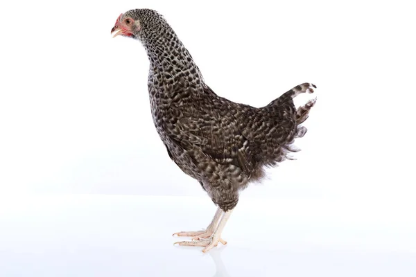 Coucou Cou Marans hen from France — стокове фото