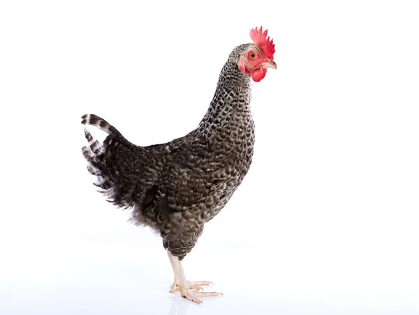 Coucou Cou Marans galinha da França — Fotografia de Stock