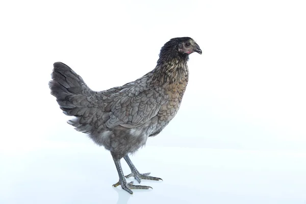 Большая синяя курица из Делавэра — стоковое фото