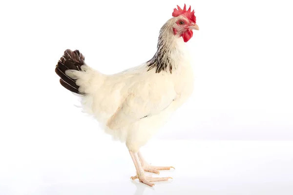 Sussex galinha original da Inglaterra — Fotografia de Stock