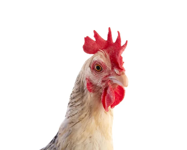 Суссекская курица из Англии — стоковое фото