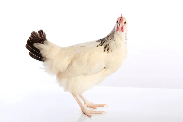 Sussex hen original from England — Stock Photo, Image
