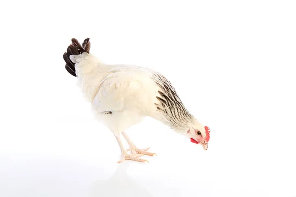 Sussex galinha original da Inglaterra — Fotografia de Stock