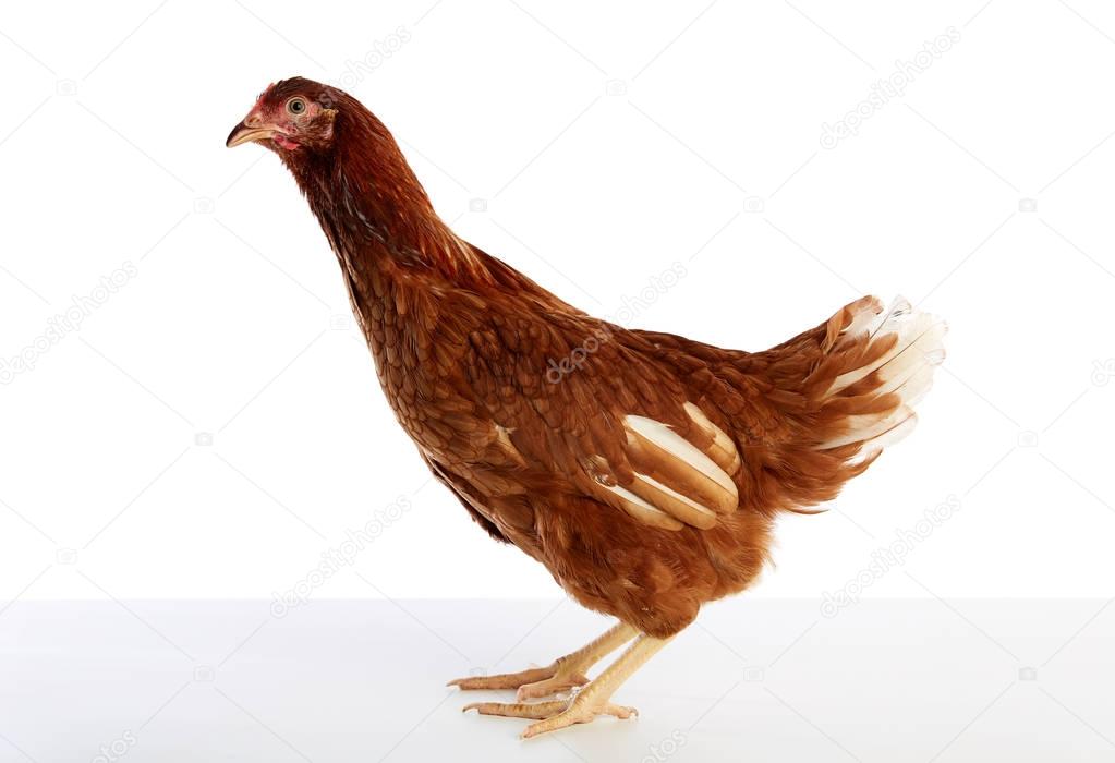 Brown hybrid hen  isolated on white