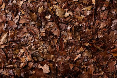 Kukicha çay makro detay doku