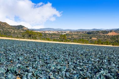 Valencia Serranos alanındaki lahana alan