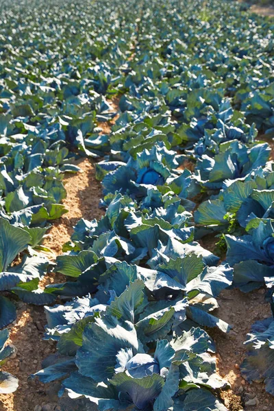 Cabbage field in Serranos area of Valencia — Stock Photo, Image