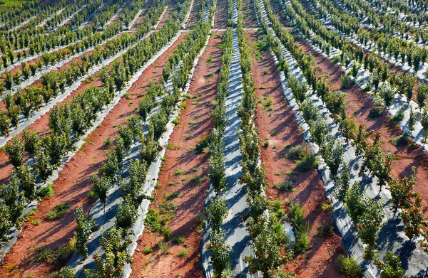Kaki bomen veld in een rij at Spanje — Stockfoto