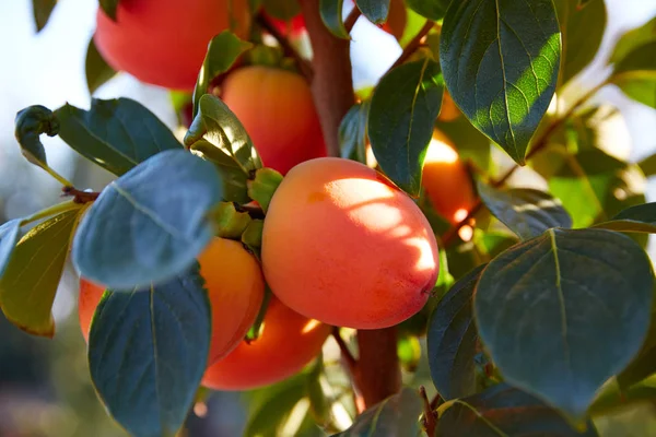 Persimmon fruits in trees field agriculture — Stock Photo, Image