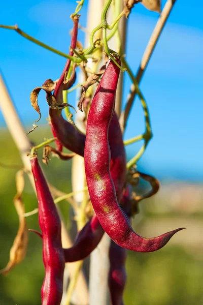 Röda bönor i Medelhavet — Stockfoto