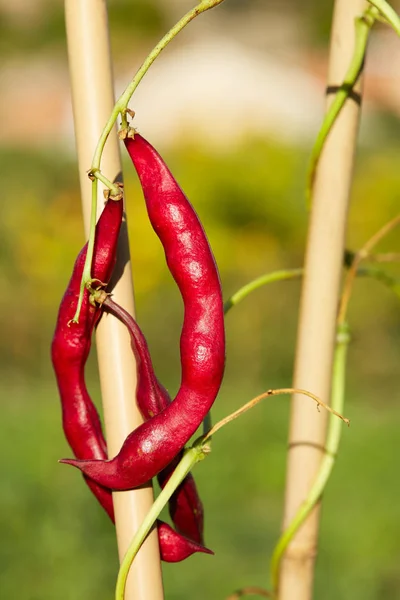 Red green beans in Mediterranean — Stock Photo, Image