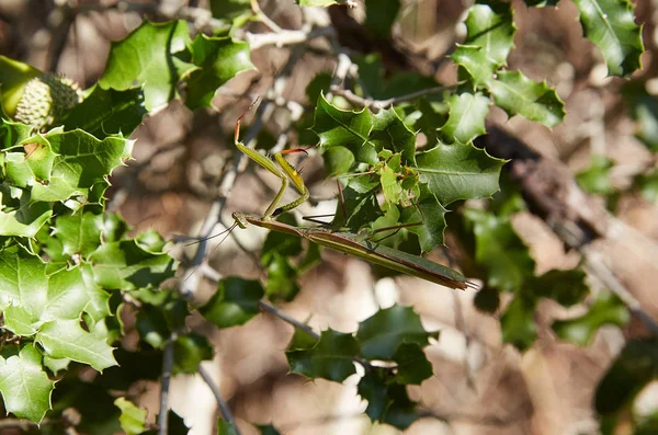 Praying mantis insekt på gröna blad — Stockfoto