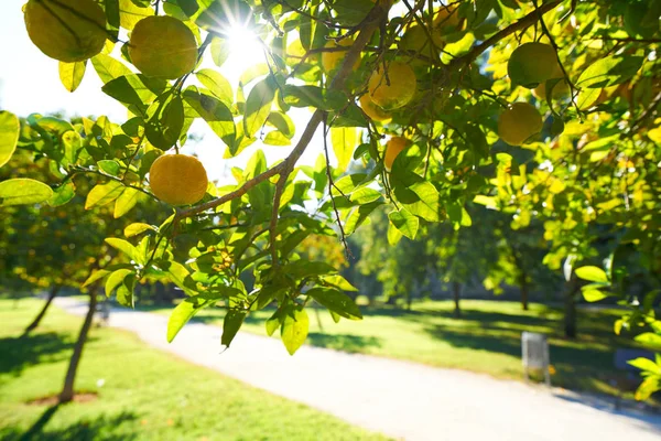 Turia 公園庭園でバレンシア レモン ツリー — ストック写真