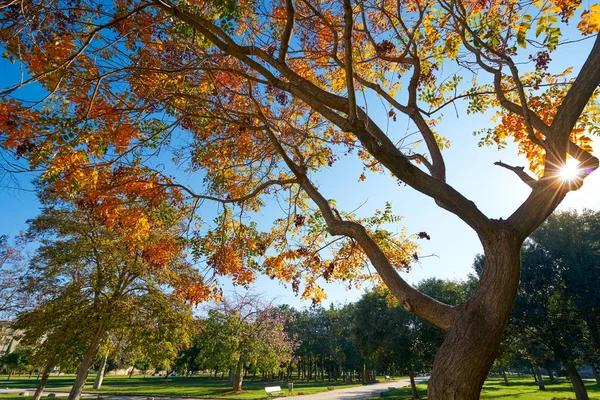 Výhled na zahrady park Valencia Turia — Stock fotografie