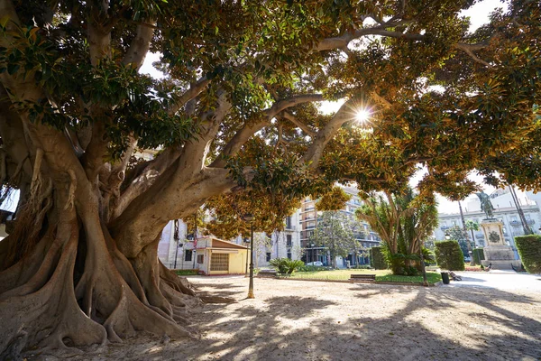 Valencia parterren park stora ficus träd i Spanien — Stockfoto