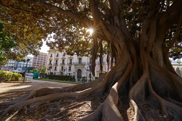 İspanya Valencia Glorieta park büyük ficus ağaç — Stok fotoğraf