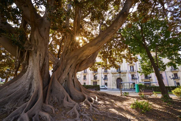 Valencia Glorieta park big ficus tree Spain — Stock Photo, Image