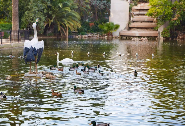 Ducks in Viveros park pond of Valencia — Stock Photo, Image