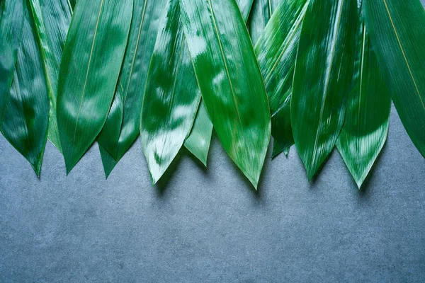 Las hojas de bambú en una fila en gris —  Fotos de Stock