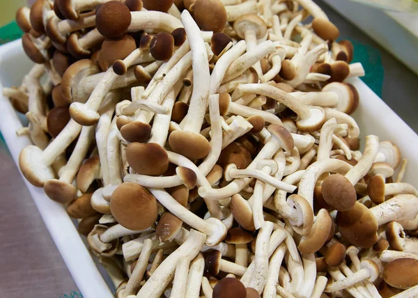 Kara kavak mantar mutfak