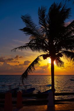 Riviera Maya sunrise beach palmiye ağacı