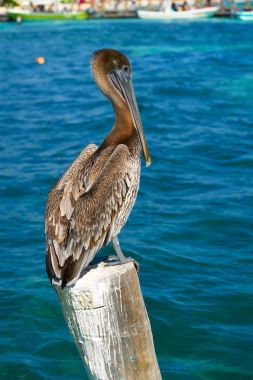 Karayip Pelican beach kutup 