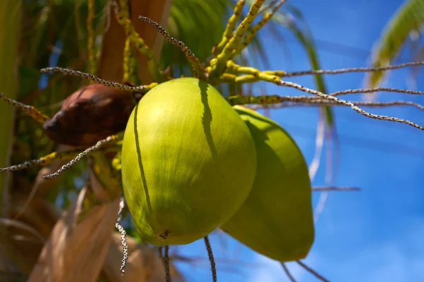 Kokosnoot vruchten opknoping van palmboom — Stockfoto