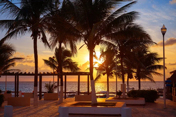 Riviera Maya sunrise beach palm ağaçlar — Stok fotoğraf