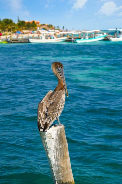 Caribbean Pelican on a beach pole — Stock Photo, Image