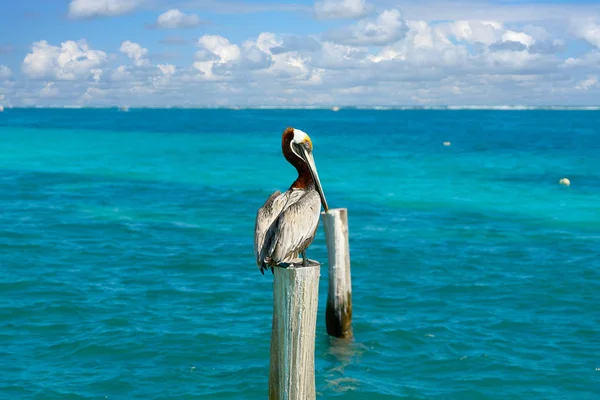 Карибский пеликан на пляжном столбе — стоковое фото