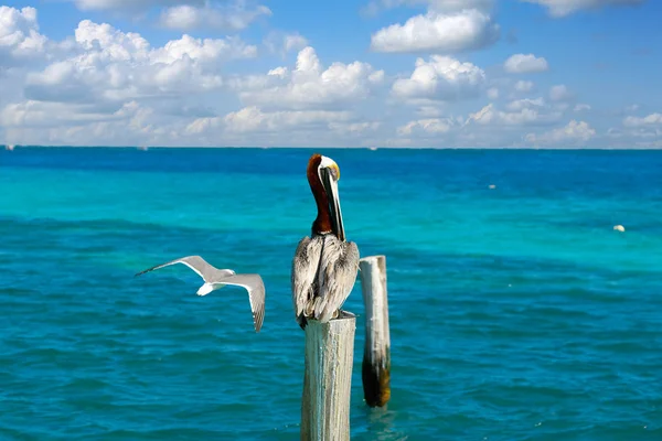 Karibischer Pelikan auf einer Strandstange — Stockfoto