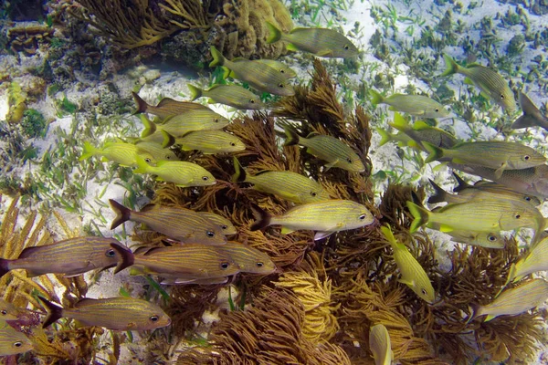 Barrera Mesoamericana Gran Arrecife Maya —  Fotos de Stock