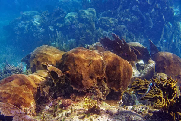 Φράγμα Μεσοαμερικανικό μεγάλη Mayan Reef — Φωτογραφία Αρχείου