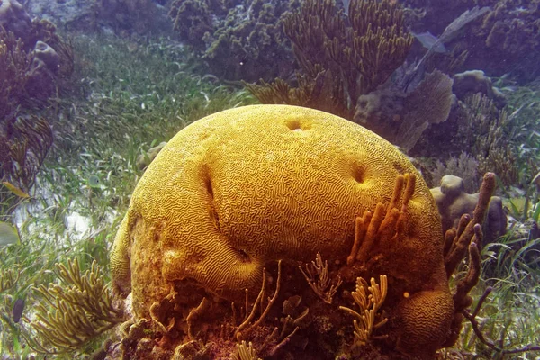 在海滨玛雅人的大脑珊瑚大玛雅礁 — 图库照片