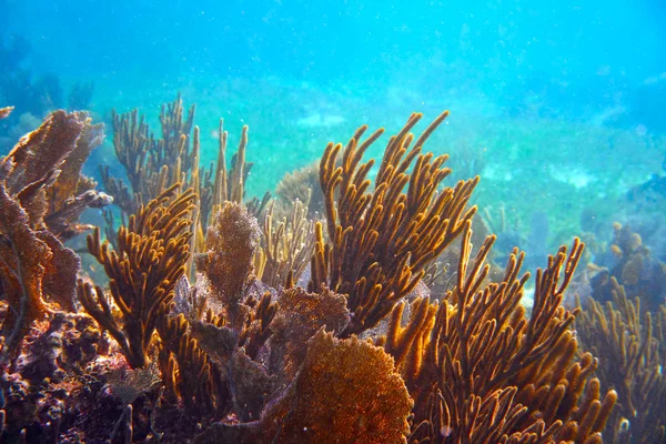 Barrera Mesoamericana Gran Arrecife Maya — Foto de Stock