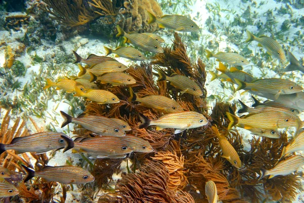 Mesoamerikanska barriär stora Mayan Reef — Stockfoto