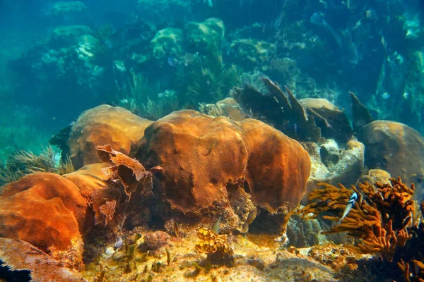 Barriera mesoamericana Grande barriera corallina maya — Foto Stock