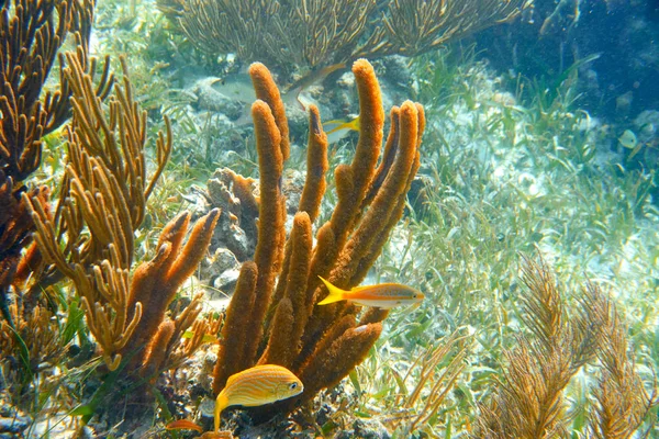 Mesoamerican barrier Great Mayan Reef — Stock Photo, Image